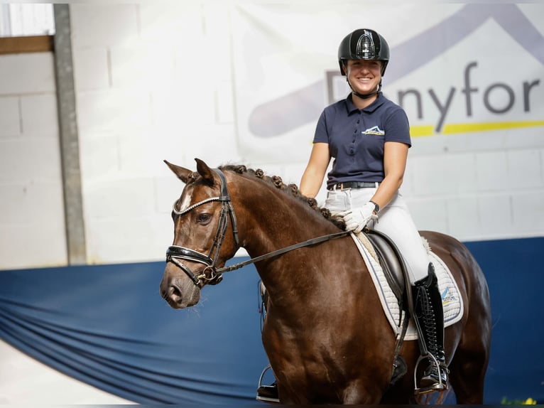 Deutsches Reitpony Wallach 5 Jahre 146 cm Dunkelfuchs in Marsberg