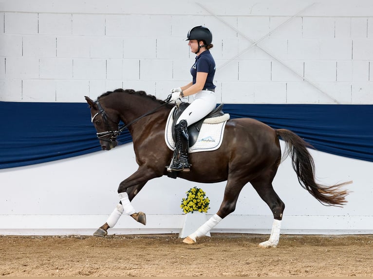 Deutsches Reitpony Wallach 5 Jahre 146 cm Dunkelfuchs in Marsberg