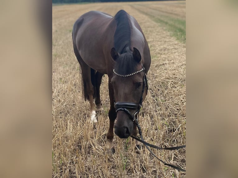 Deutsches Reitpony Wallach 5 Jahre 146 cm Dunkelfuchs in Wardenburg