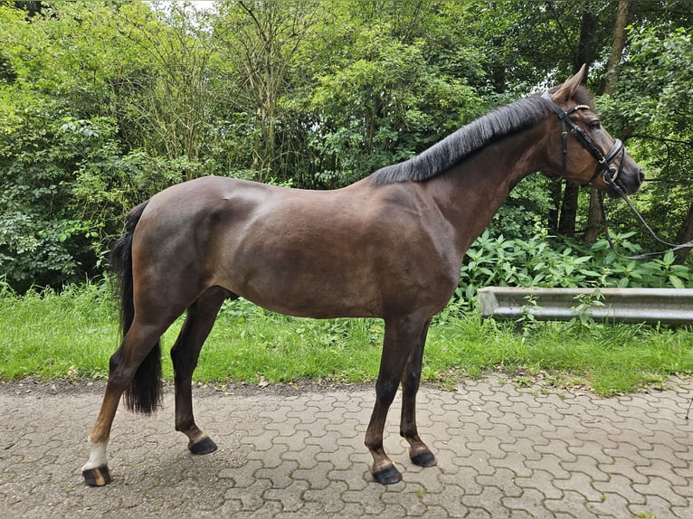 Deutsches Reitpony Wallach 5 Jahre 146 cm Dunkelfuchs in Wardenburg