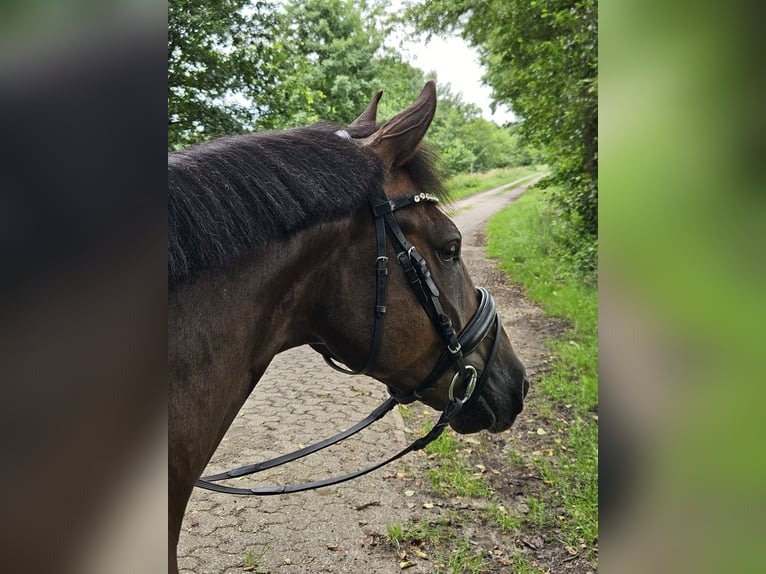 Deutsches Reitpony Wallach 5 Jahre 146 cm Dunkelfuchs in Wardenburg