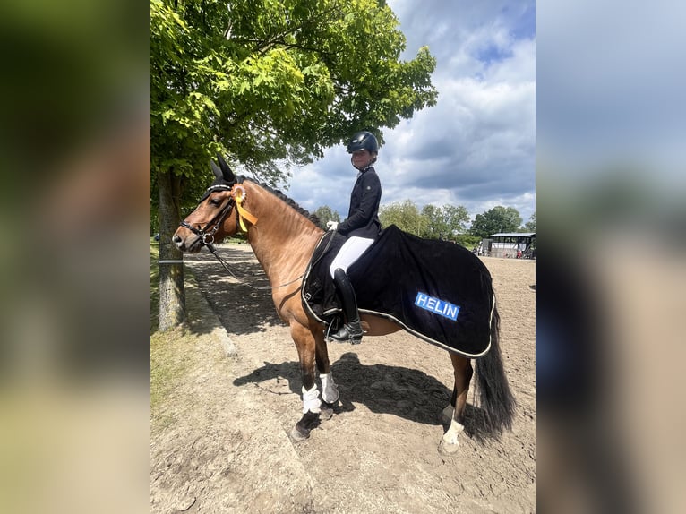 Deutsches Reitpony Wallach 5 Jahre 146 cm Falbe in Hagen