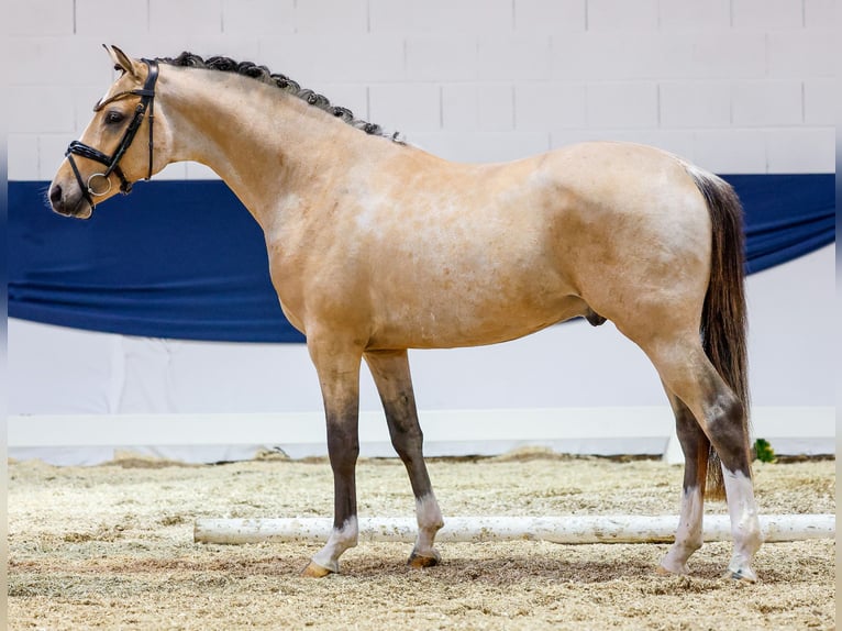 Deutsches Reitpony Wallach 5 Jahre 146 cm Falbe in Marsberg