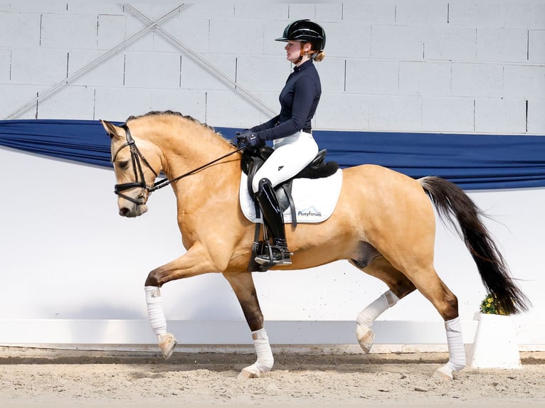 Deutsches Reitpony Wallach 5 Jahre 146 cm Falbe in Marsberg