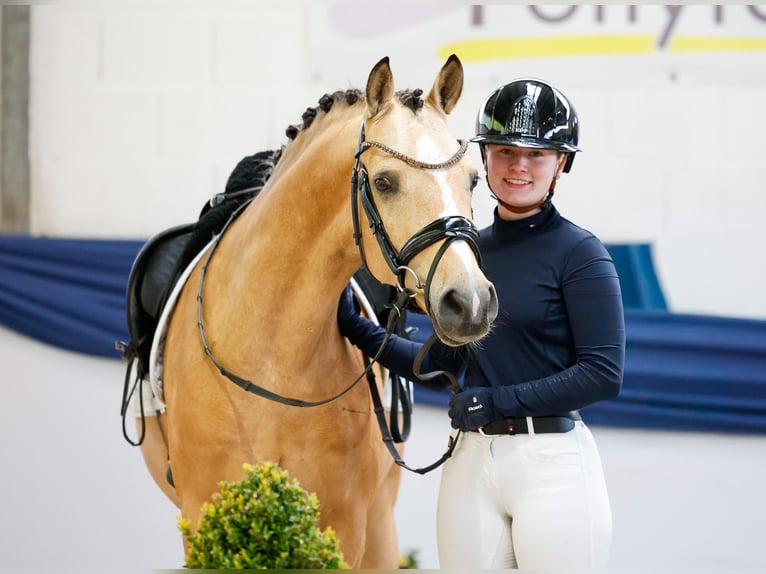 Deutsches Reitpony Wallach 5 Jahre 146 cm Falbe in Marsberg