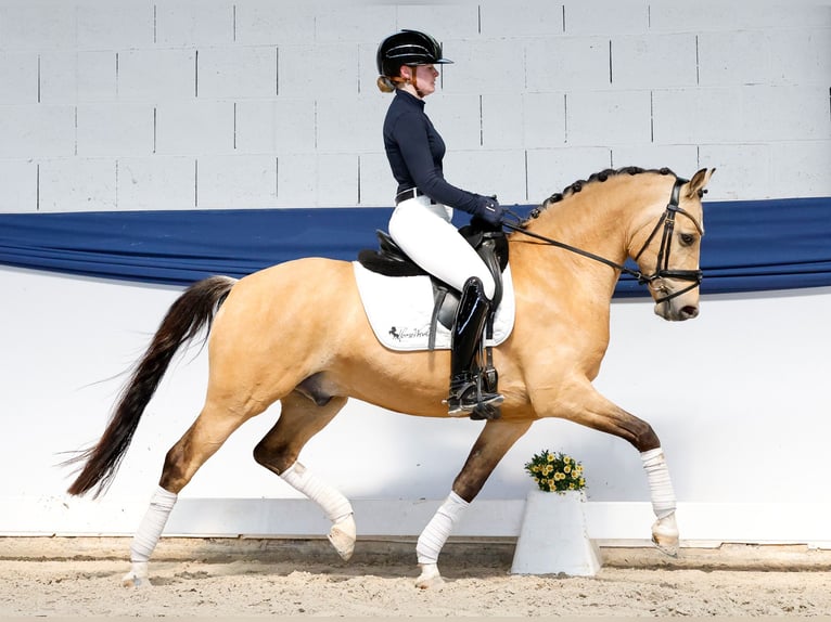 Deutsches Reitpony Wallach 5 Jahre 146 cm Falbe in Marsberg
