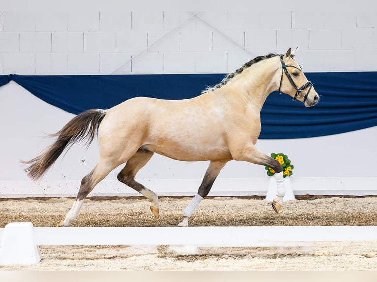 Deutsches Reitpony Wallach 5 Jahre 146 cm Falbe in Marsberg