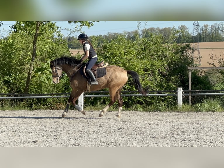 Deutsches Reitpony Wallach 5 Jahre 146 cm Falbe in Buchen (Odenwald)