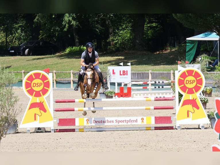 Deutsches Reitpony Wallach 5 Jahre 146 cm Falbe in Buchen (Odenwald)