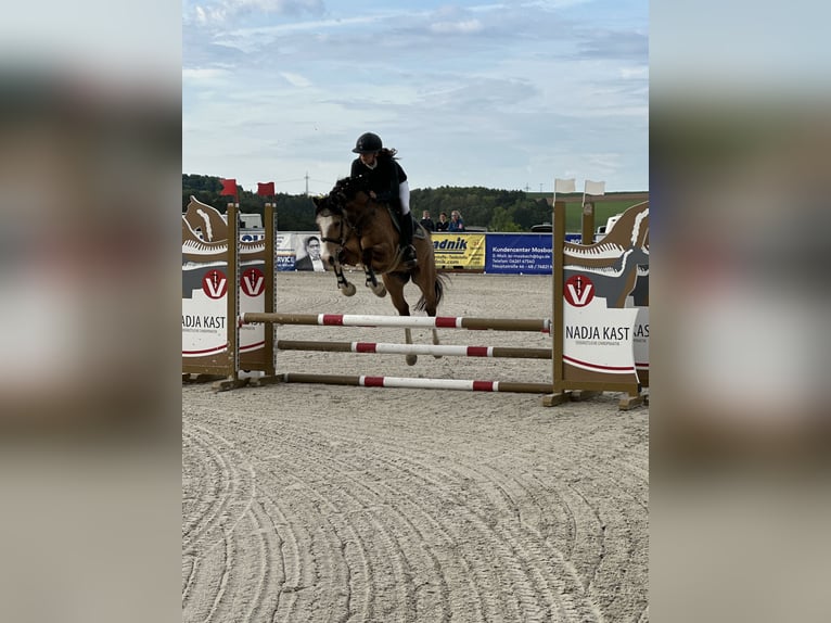 Deutsches Reitpony Wallach 5 Jahre 146 cm Falbe in Buchen (Odenwald)