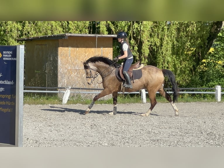 Deutsches Reitpony Wallach 5 Jahre 146 cm Falbe in Buchen (Odenwald)