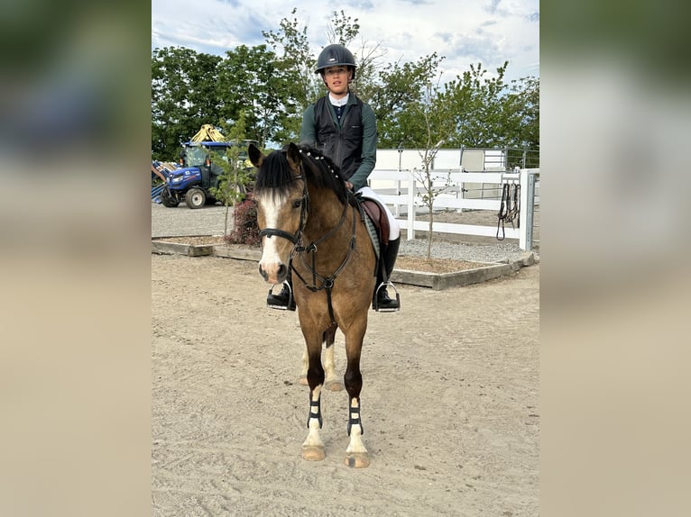 Deutsches Reitpony Wallach 5 Jahre 146 cm Falbe in Buchen (Odenwald)