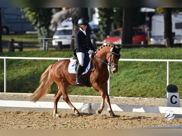 Deutsches Reitpony Wallach 5 Jahre 146 cm Fuchs in Allershausen