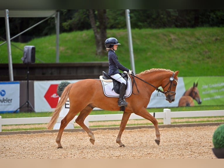 Deutsches Reitpony Wallach 5 Jahre 146 cm Fuchs in Allershausen