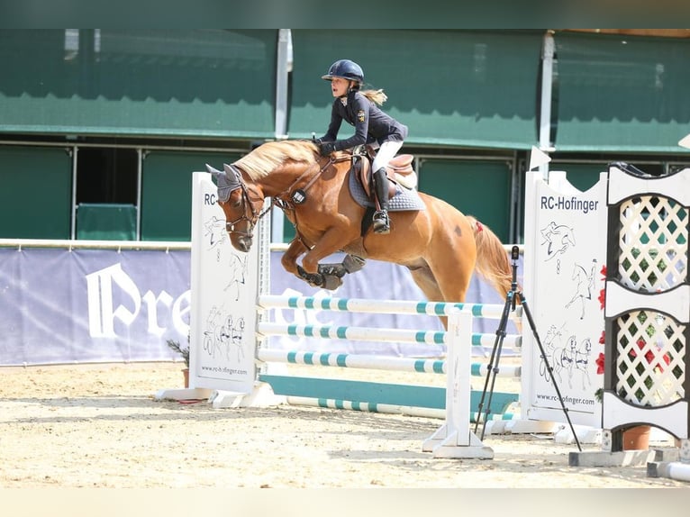 Deutsches Reitpony Wallach 5 Jahre 146 cm Fuchs in Loiching