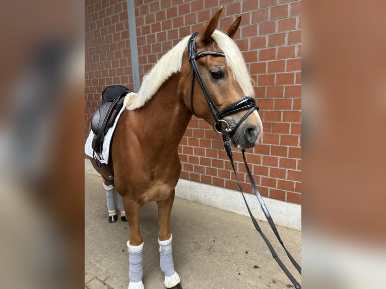 Deutsches Reitpony Wallach 5 Jahre 146 cm Fuchs in Witten