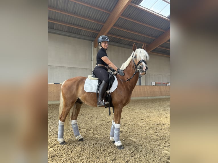 Deutsches Reitpony Wallach 5 Jahre 146 cm Fuchs in Witten