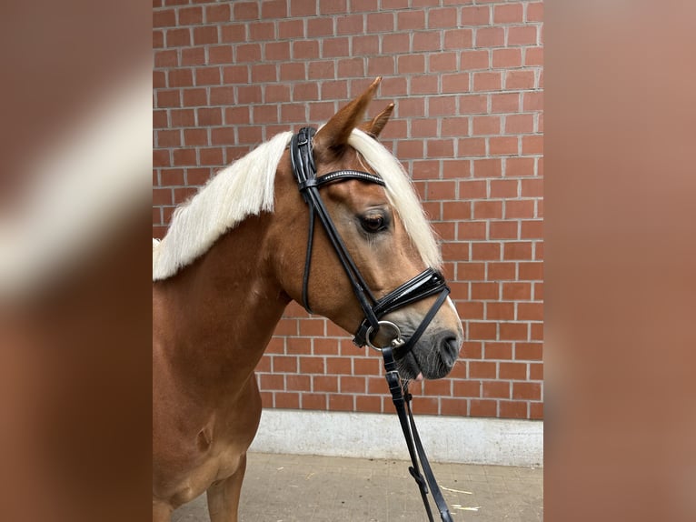 Deutsches Reitpony Wallach 5 Jahre 146 cm Fuchs in Witten