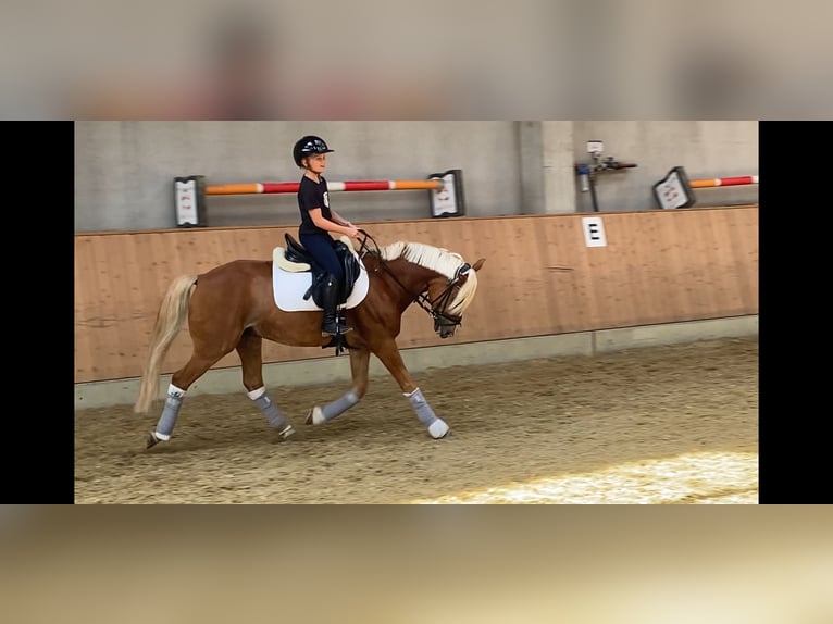 Deutsches Reitpony Wallach 5 Jahre 146 cm Fuchs in Witten