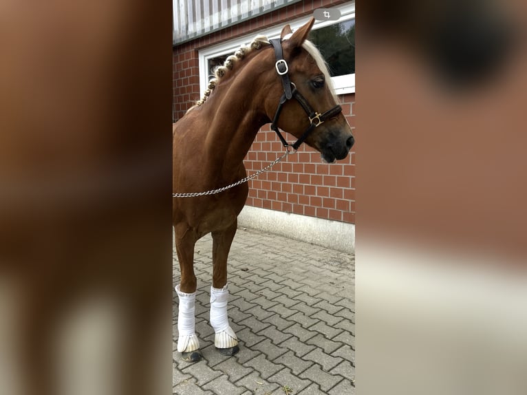 Deutsches Reitpony Wallach 5 Jahre 146 cm Fuchs in Witten