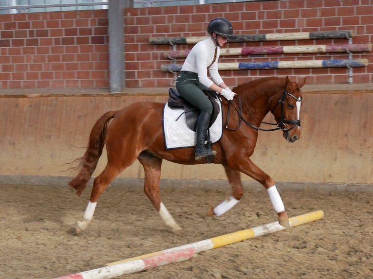 Deutsches Reitpony Wallach 5 Jahre 146 cm Fuchs in Dorsten