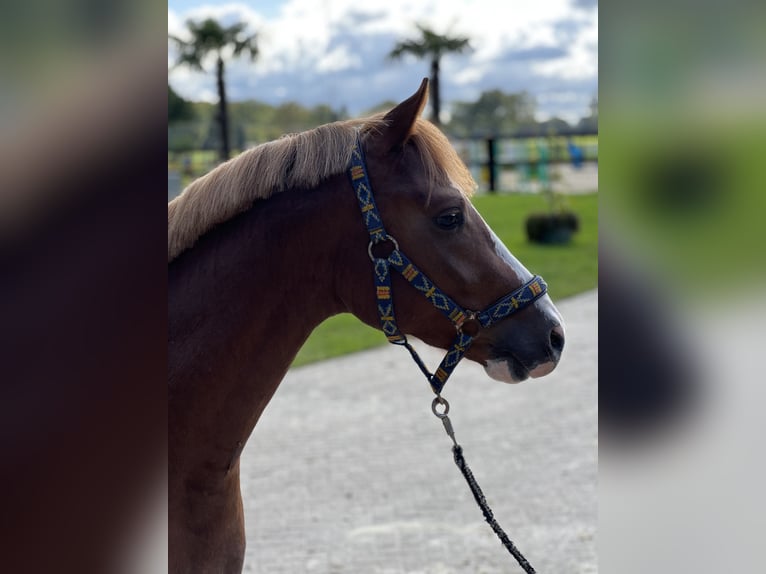 Deutsches Reitpony Wallach 5 Jahre 146 cm Fuchs in Schermbeck