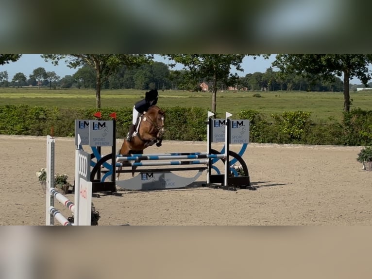 Deutsches Reitpony Wallach 5 Jahre 146 cm Hellbrauner in Cloppenburg