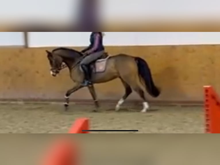 Deutsches Reitpony Wallach 5 Jahre 146 cm Hellbrauner in Cloppenburg