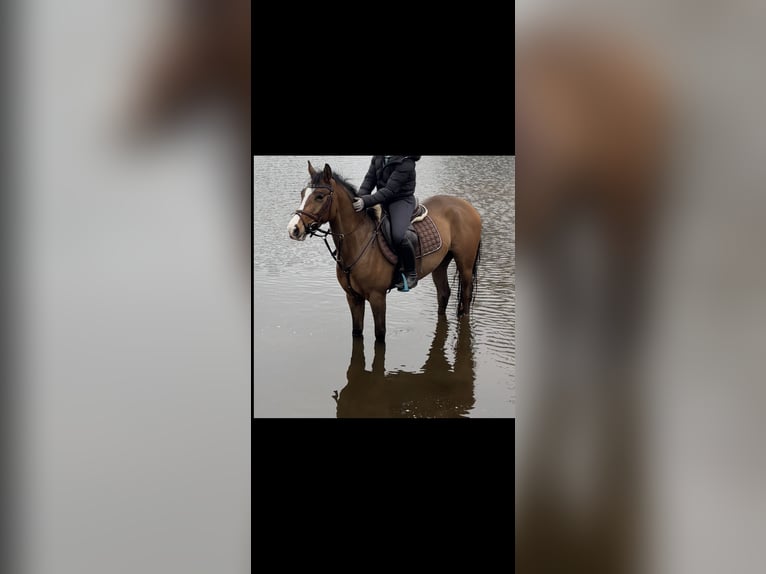 Deutsches Reitpony Wallach 5 Jahre 146 cm Hellbrauner in Cloppenburg