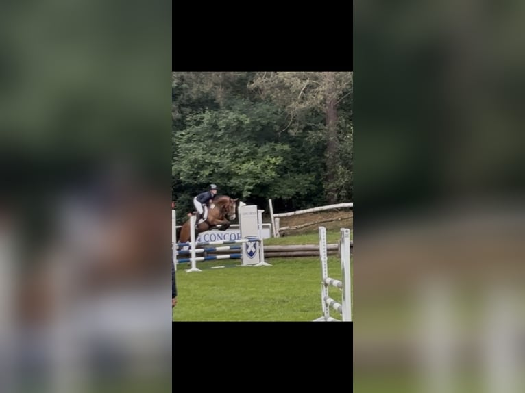 Deutsches Reitpony Wallach 5 Jahre 146 cm Hellbrauner in Cloppenburg