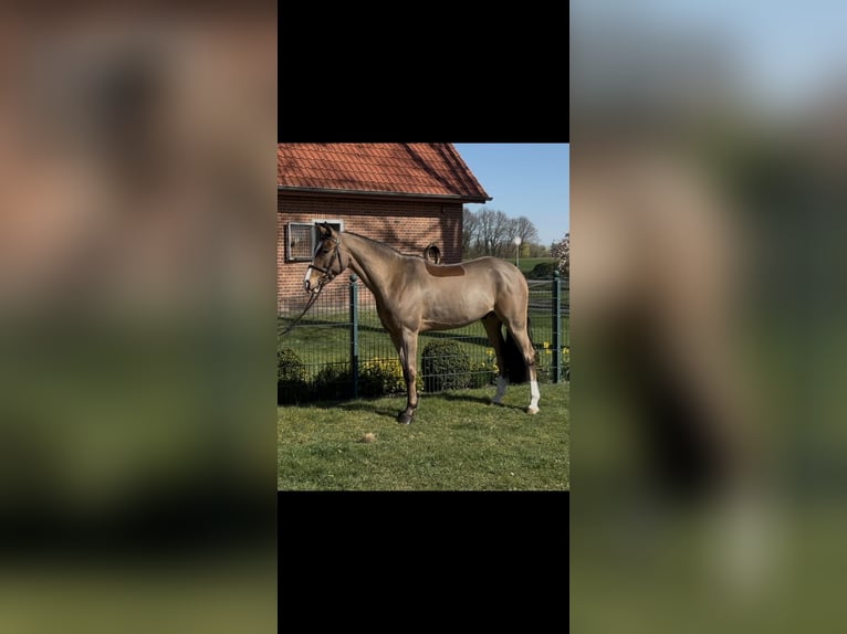 Deutsches Reitpony Wallach 5 Jahre 146 cm Hellbrauner in Cloppenburg