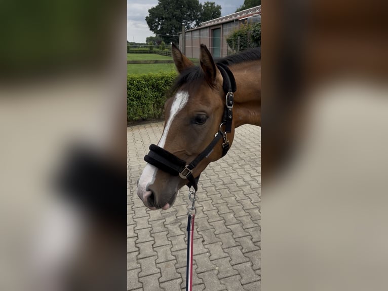 Deutsches Reitpony Wallach 5 Jahre 146 cm Hellbrauner in Cloppenburg