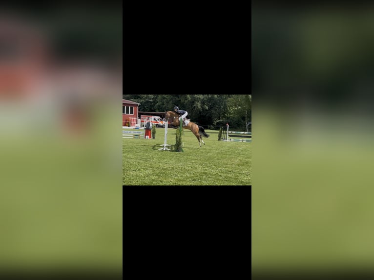 Deutsches Reitpony Wallach 5 Jahre 146 cm Hellbrauner in Cloppenburg