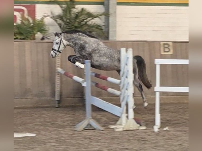 Deutsches Reitpony Wallach 5 Jahre 146 cm Schimmel in Treuenbrietzen