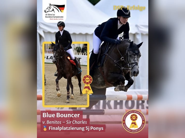 Deutsches Reitpony Wallach 5 Jahre 146 cm Schimmel in Melle