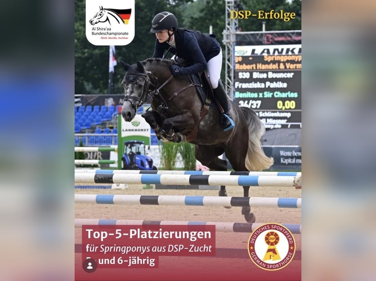 Deutsches Reitpony Wallach 5 Jahre 146 cm Schimmel in Melle
