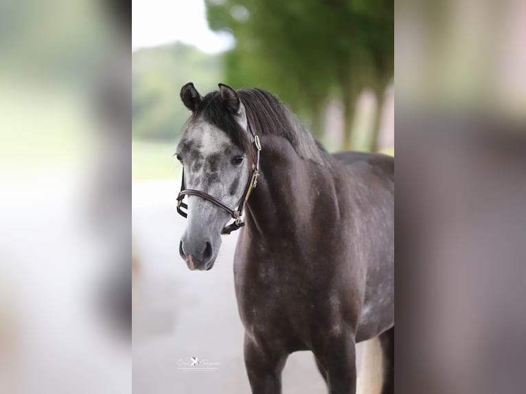 Deutsches Reitpony Wallach 5 Jahre 146 cm Schimmel in Melle