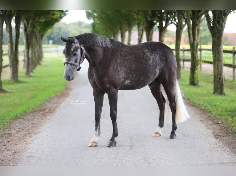 Deutsches Reitpony Wallach 5 Jahre 146 cm Schimmel in Melle
