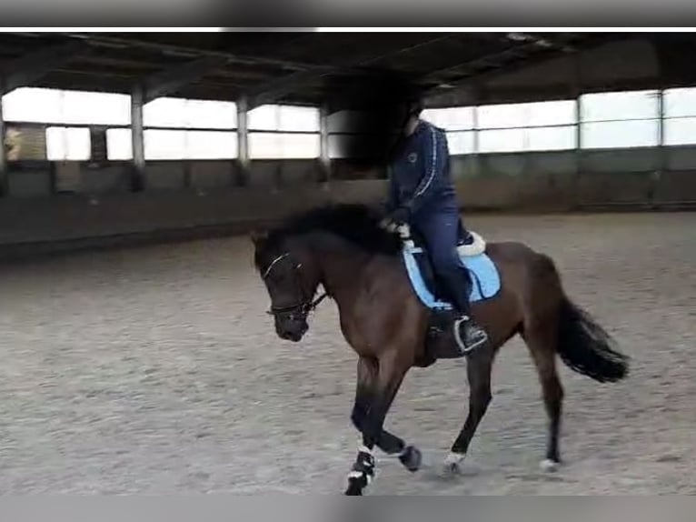 Deutsches Reitpony Wallach 5 Jahre 147 cm Brauner in Eppingen