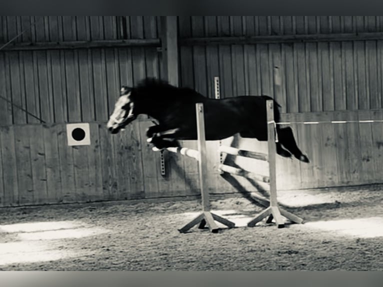 Deutsches Reitpony Wallach 5 Jahre 147 cm Brauner in Eppingen