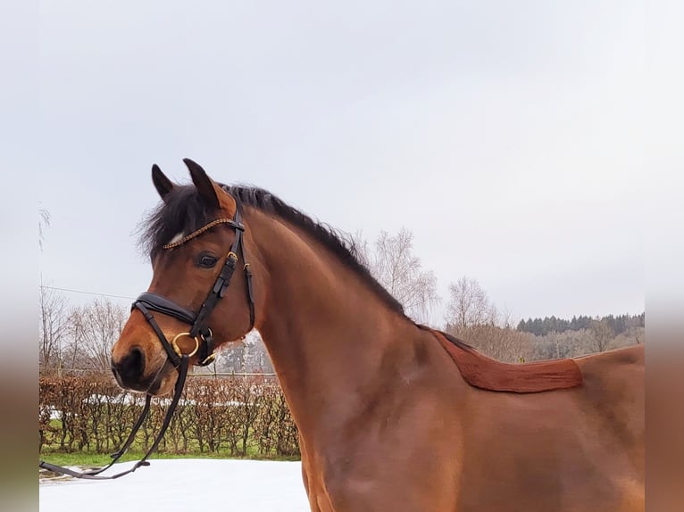 Deutsches Reitpony Wallach 5 Jahre 147 cm Brauner in Frelsdorf
