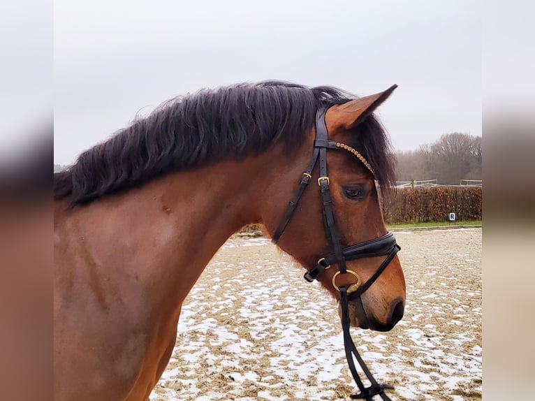 Deutsches Reitpony Wallach 5 Jahre 147 cm Brauner in Frelsdorf
