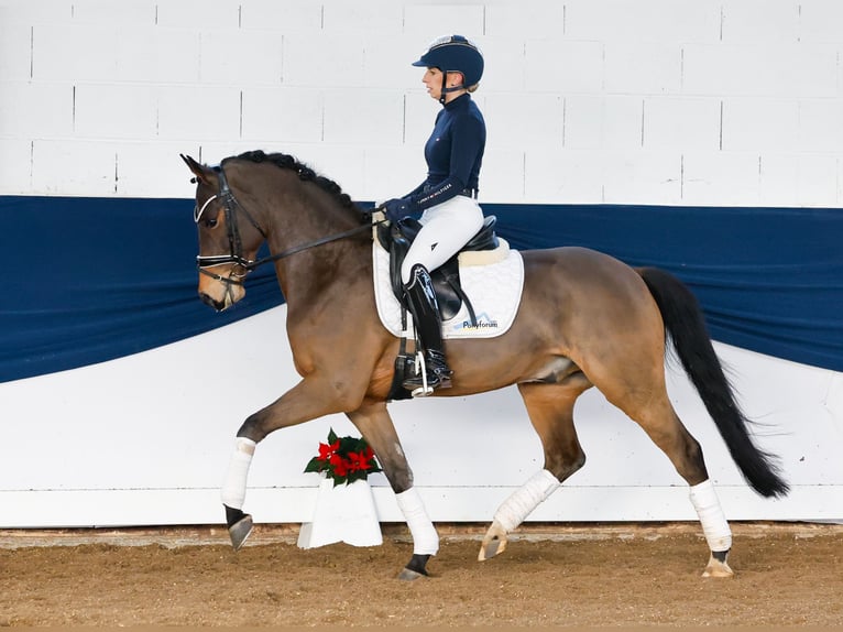 Deutsches Reitpony Wallach 5 Jahre 147 cm Brauner in Marsberg