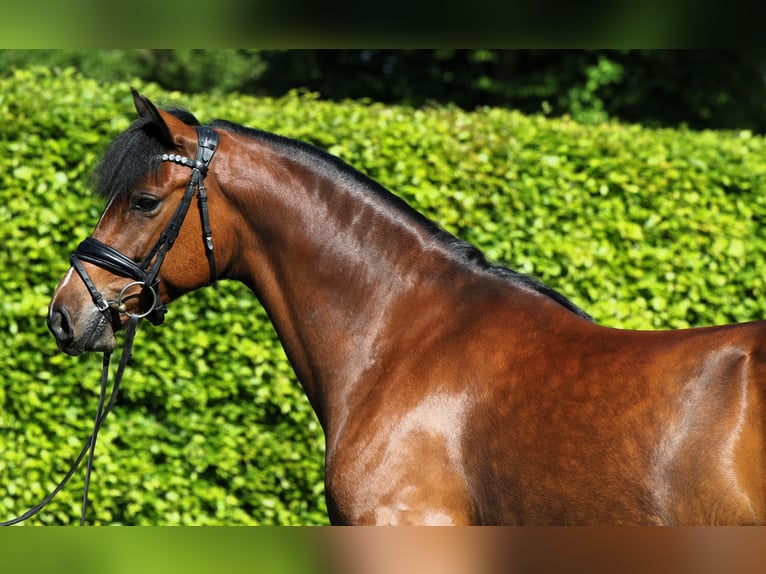 Deutsches Reitpony Wallach 5 Jahre 147 cm Brauner in Rehburg-Loccum Münchehagen