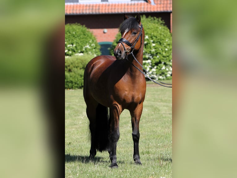 Deutsches Reitpony Wallach 5 Jahre 147 cm Brauner in Rehburg-Loccum Münchehagen