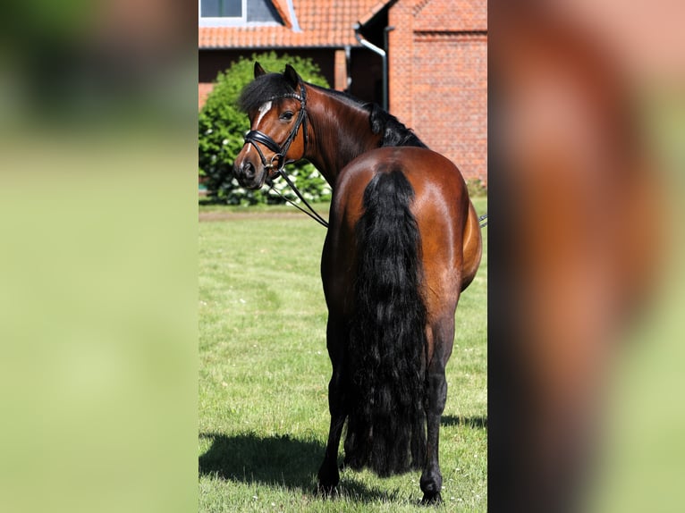 Deutsches Reitpony Wallach 5 Jahre 147 cm Brauner in Rehburg-Loccum Münchehagen