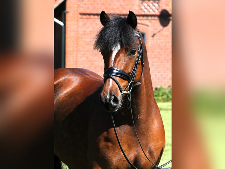 Deutsches Reitpony Wallach 5 Jahre 147 cm Brauner in Rehburg-Loccum Münchehagen