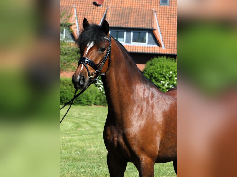 Deutsches Reitpony Wallach 5 Jahre 147 cm Brauner in Rehburg-Loccum Münchehagen