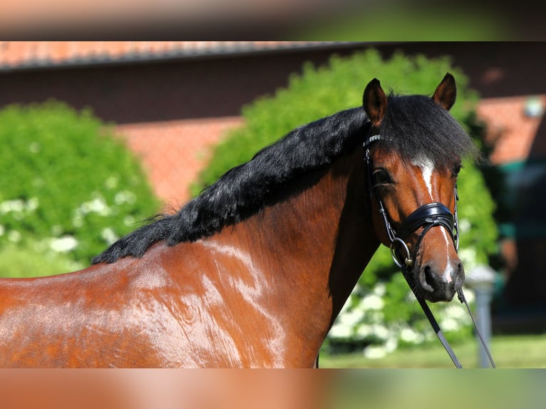 Deutsches Reitpony Wallach 5 Jahre 147 cm Brauner in Rehburg-Loccum Münchehagen