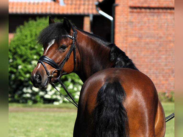 Deutsches Reitpony Wallach 5 Jahre 147 cm Brauner in Rehburg-Loccum Münchehagen
